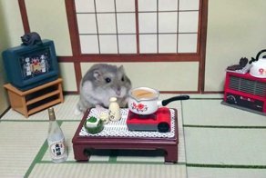 Хомяк Григорий