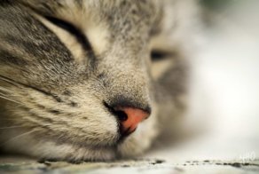 25 кошачьих носиков для повышения уровня счастья в организме
