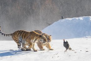 Неожиданная встреча