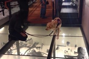 Собака побоялась пройти по стеклянному полу