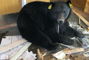 Косолапый налётчик - рецидивист пробрался в почтовое отделение в США