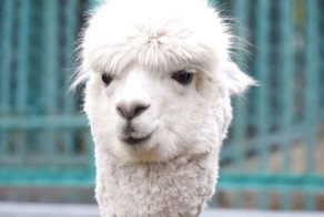 В Красноярске двум альпака сделали футбольные стрижки