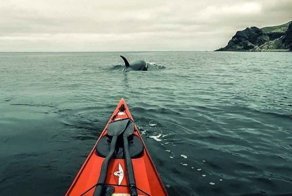 Встреча каякеров с косатками на Сахалине