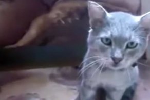 Коты тоже чихают! Смешная подборка