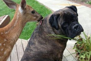 Забавные и милые животные заряжают позитивом