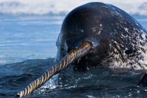 Зачем нарвалу рог?