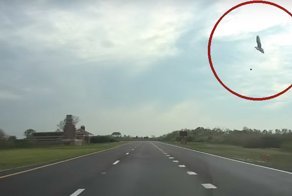 Меткое попадание в цель: чайка разбила лобовое