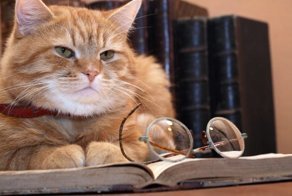 Налог на кота