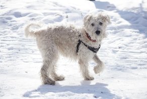 Почему вы разочаруетесь, когда заведете собаку?