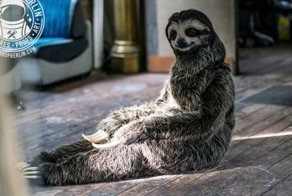 Художнице удалось создать невероятно реалистичный костюм ленивца