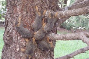 Шесть бельчат попали в природную ловушку и спутались хвостами