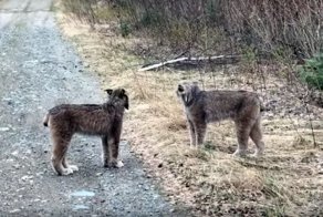 Две диких рыси кричат друг на друга