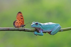 Может, превратится в принца? Фотограф запечатлел, как бабочка поцеловала лягушку