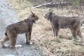 Вы когда-нибудь слышали, как рыси орут друг на друга? А ведь они реально орут