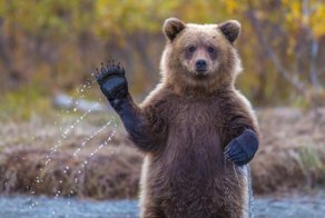 Омичей попросили не кормить медведей и не бегать рядом с ними