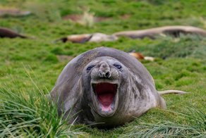 20 смешных фотографий животных с конкурса Comedy Wildlife Photo Awards 2018