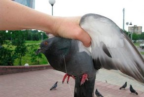 Голубь на леске