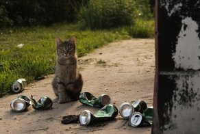 Очень колоритные уличные коты