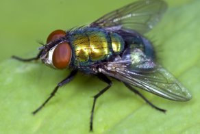 Простая и эффективная ловушка для мух, ос, комаров