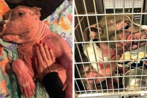 Этот пёс был почти лысым и больным, но попал в нужные руки, и теперь его не узнать!