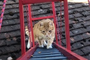 Чтобы кот не упал, прыгая из окна, хозяин построил ему мост