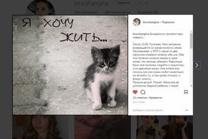 Дети отрезали уши котенку и смеялись