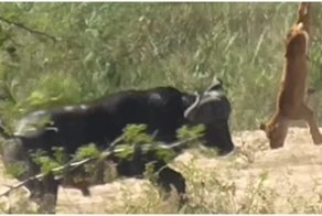 Буйвол отправил в полет львёнка на глазах у изумленных туристов