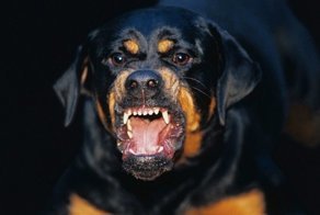 Моя собака не кусается!