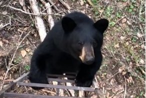 Любопытный мишка захотел поближе познакомиться с девушкой из Канады