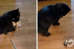 Кот поймал мышь, а потом понял, что это просто игрушка и его всю жизнь обманывали