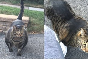 «Кот-качок» удивил пользователей сети