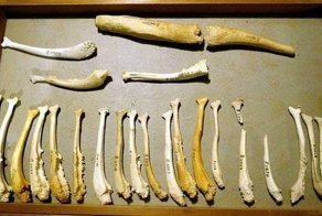 Почему у человека нет кости в члене?