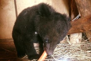 Жители Приморья "отвоевали" раненого медвежонка-сироту у дачников-живодёров