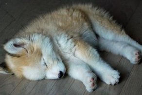 «Так откуда она все же появилась?» Эта собачка-загадка оказалась совсем не тем, кем её считали! 