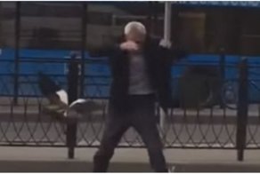 В Москве таксист решил помочь утке с утятами перейти дорогу, но в итоге спасался от нее бегством