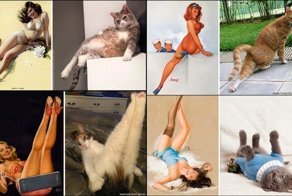 Мяу-пинап: 20 котиков, которые позируют как хорошенькие девушки