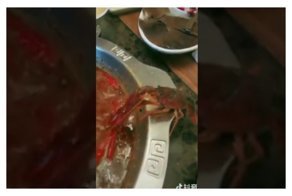 Раку удалось спастись из кастрюли с кипятком ценой собственной клешни: видео