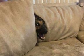 Пес из Аргентины три дня пялится на остановку, и это освещают главные СМИ страны