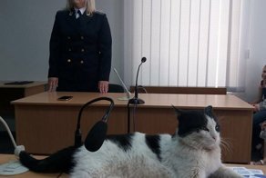 В Шевченковском райсуде Запорожья судили кота Ваську за кражу колбасы