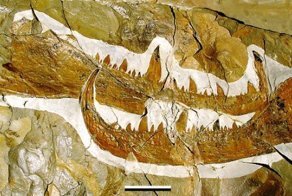 Окаменевший огромный "коготь" - длиной 49 см, угадайте какому гиганту он принадлежал?