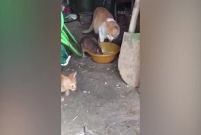 Наглая крыса ест  из одной миски с кошкой
