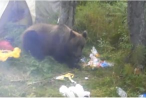 Наглый медведь съел продукты отправившегося в поход сибиряка