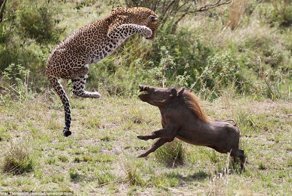 Танец на выбывание: смертельная схватка леопарда и дикой свиньи