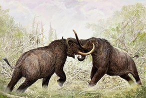 Мамонты - дуэлянты, койот - неудачник