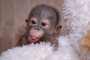 Новорождённому орангутану из Новосибирска спас жизнь человеческий нейрохирург