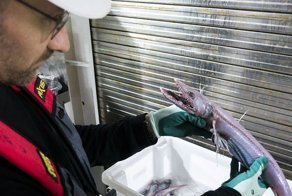 17 созданий с океанского дна, от которых слегка не по себе