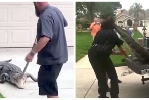 Агрессивный аллигатор отправил в нокаут полицейского