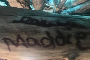 Самый страшный детский лагерь нашелся в Аризоне