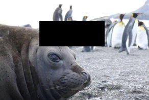 Как тюлени помогают исследователям в изучении Антарктики