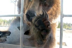 Незваные гости